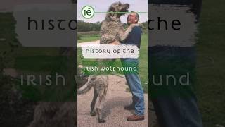 Worlds Tallest Dog  Irish Wolfhound [upl. by Mcneil]