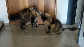 The Fluffiest Cat Fight Ever  Norwegian Forest Cats [upl. by Basset]