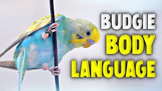 Budgie Body Language [upl. by Llenart]