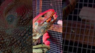 Caiman lizard chomping crawfish asmr volume up reptiles asmr lizard [upl. by Akselaw]