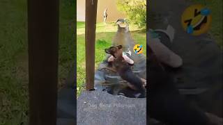 Slippery Paws  Dog Gone Hilarious 🐶🛷 funny [upl. by Ratcliff]