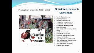 Ricin ricinus communis Carmencita plante annuelle [upl. by Amorette]