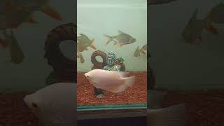 Giant Gourami Fish gourami giantgourami [upl. by Kciredorb]