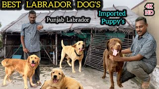 வீடு🏡 மாடியில்💥Labrador Puppys  Best Home Breed Dogs  Imported Labrador Puppies🥰 dogstamil [upl. by Ekal99]