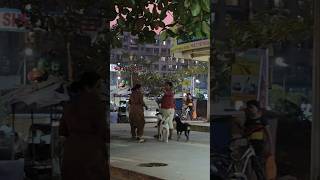 Dog talking each other shortvideo ytshorts yt ytshort doglover dogapparel [upl. by Paver10]