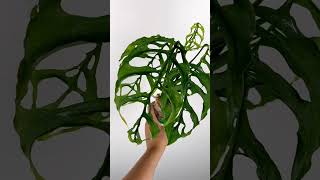 Monstera Oblikqua Peru plants garden greennaturehousplants [upl. by Publea]