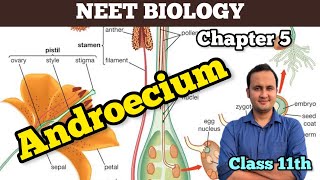 Androeciumstamensmorphology of flowering plants 🪴 NCERTbiology  Class 11  Chapter 5 [upl. by Ahgem]