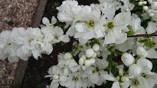 Exochorda Flowers [upl. by Manard]