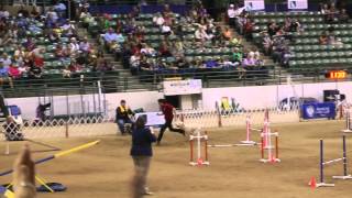 Rices Agility AKC Nationals Finals 1st place and new P 20quot National Champion [upl. by Synned]