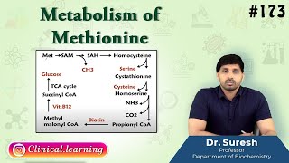 173 Metabolism Of Methionine [upl. by Cointon]