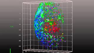 ZEISS Lightsheet Z1 Hepatocyte Spheroid Imaging [upl. by Jabez]