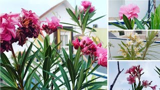 Oleander care and myth busting  Repotting and soil mix for a good bloom  Raktakarabi in Bengali [upl. by Berns]