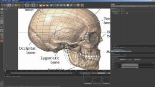 Speed Modelling  Skull [upl. by Enaitsirhc412]