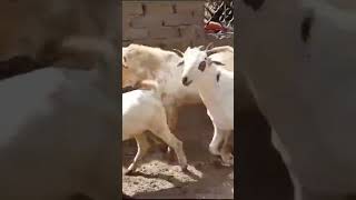 ShK Goats Farm Mo 8955466909 farmer [upl. by Eyaf823]