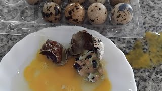 ASMR SMASHING AND CROCKING THE TINY EGGS [upl. by Rothstein513]