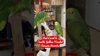 Amazon Parrots Wild in Germany  Discover PARROTS [upl. by Adnamas]