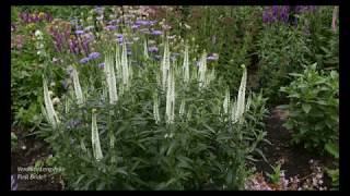 Veronica Longifolia First Bride® 4K [upl. by Aneloc]