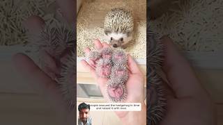 This couple rescued the hedgehog in time and raised it with loveanimalshorts hedgehogshorts [upl. by Aysab]