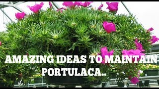 How to maintaingrow Portulaca GrandifloraTable RoseMoss RoseSun Rose [upl. by Atiuqnahs818]