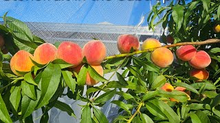 Stonefruit in the subtropics and why you should grow them garden fruit rarefruit [upl. by Spragens]