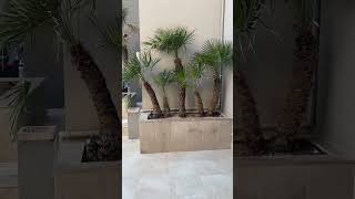 Rosa Beach Thalasso amp Spa  Monastir Tunisia 2023 [upl. by Esyned]