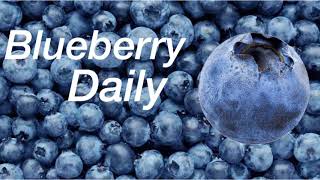 Blueberry Daily  Day 6 [upl. by Atter]