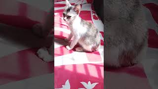 nice nicelife cutecat catlover cute My Tomrap music [upl. by Ydda21]