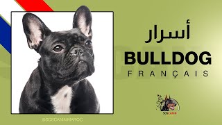 Bouledogue Français  أسرار البلدغ الفرنسي [upl. by Alra]