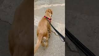 Bibbojaan  Swan walk puppy funny bibbojaan heeramandi bollywood viral [upl. by Ahsimik]