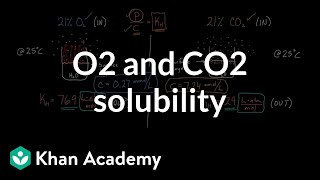 O2 and CO2 solubility  Respiratory system physiology  NCLEXRN  Khan Academy [upl. by Irafat]