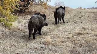 HAVADAN KARADAN TAKİP PEŞLERİNDEYİZWİLD BOAR HUNTİNG PERFECT WONDERFUL [upl. by Neened]