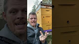 Two Overwintering Tips for real this time 🥶🐝 [upl. by Mlawsky]