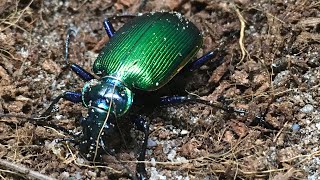 The Fiery Searcher a Beautiful Predatory Beetle [upl. by Enej309]