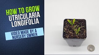 How to Grow and Propagate Utricularia Longifolia Carnivorous Plant Grow Guide [upl. by Corrie]