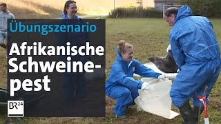 Übungsszenario zur Afrikanischen Schweinepest  BR24 [upl. by Carboni]