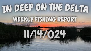 The In Deep On The Delta Weekly Fishing Report For 11142023 [upl. by Naginnarb]