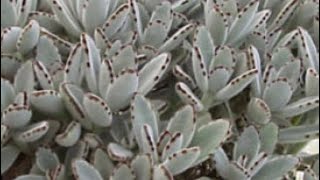 How to propagate Kalanchoe Tomentosa [upl. by Airekal]