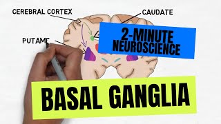 2Minute Neuroscience Basal Ganglia [upl. by Lavoie]