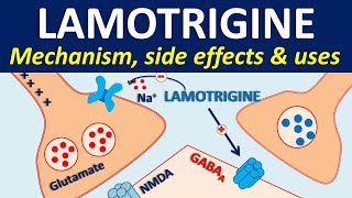 Lamotrigine  Mechanism side effects drug interactions amp uses [upl. by Saxon]