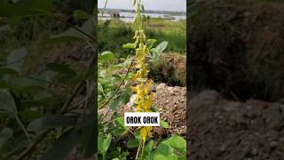 TANAMAN OROK OROK ‼️ Crotalaria pallida Crotalariapallida orokorok [upl. by Ardnoel]