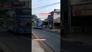 Bus Mandarava Pariwisata Menikung Tipis shorts busmania busmandarava short [upl. by Federica]