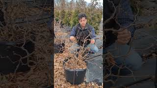 Contorted Filbert Corkscrew Hazel Corylus avellana Contorta delivered by ServeScape [upl. by Eniar]