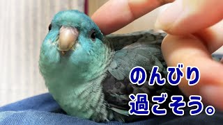 うちのサザナミインコとのんびり過ごしましょう [upl. by Ilime]