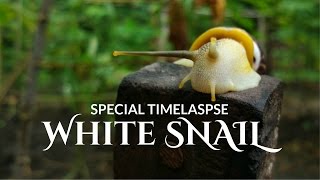 White Snail  Timeslapse [upl. by Lrae631]