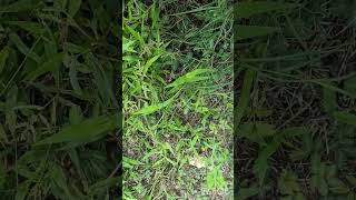 Touch me not plantmimosa pudicasensitive plantyt shortsviral videotrendingshort videoplease🔔 [upl. by Wrench]