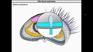 Equinodermos [upl. by Rakia]