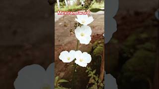 Mexican sword water plant 🥰😍youtube shortsyoutube feed trending shorts song [upl. by Kuth]