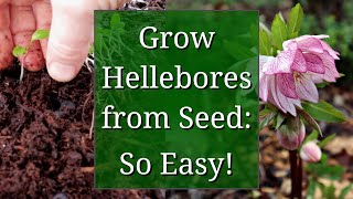 Grow Hellebores from Seed [upl. by Catt]