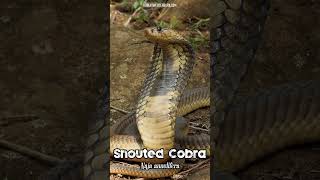 🐍 Snouted Cobra Naja annulifera 🐍 [upl. by Christel]