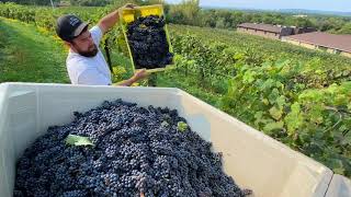 The HandHarvest of Grapes in Wisconsin for Domaine Reserve [upl. by Herr]